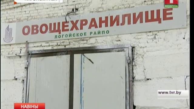 Массовая заготовка черники продолжается на Минщине смотреть онлайн