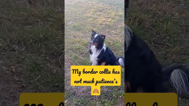 can border collie wait? yes when you train them right