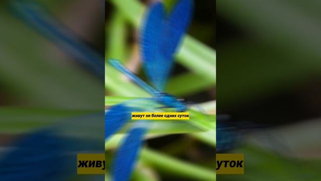 Сколько живут стрекозы? #shorts смотреть онлайн