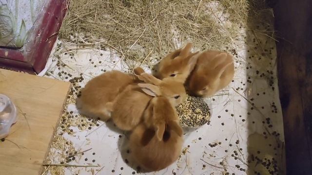 Кролики, Бургундской породы. Возраст 1 месяц. смотреть онлайн