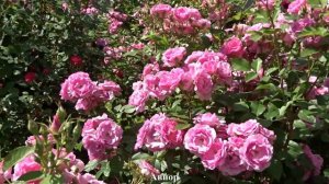 ВОРОНЕЖ.ПОГОДА 25.06.20.ВСЁ ЦВЕТЁТ!