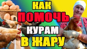 Как помочь курам в жару.