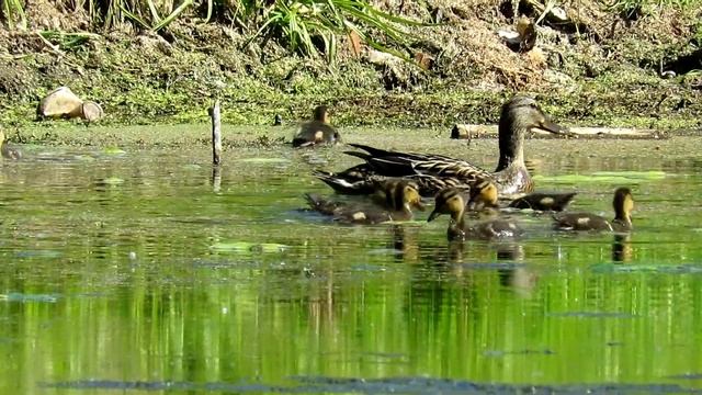 Утка Кряква с утятами, Mallard ducklings смотреть онлайн