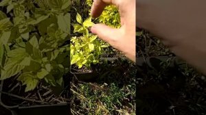 Как сформировать красивый куст.