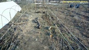 Укрытие винограда весной.Шпалера для винограда