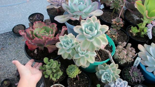 Graptoveria Fantome смотреть онлайн