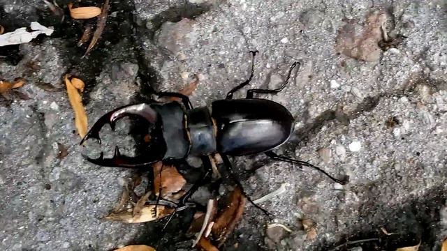 пробное видео Fly 446 - ЖУК ОЛЕНЬ Удивительный мир - планета - наш общий Дом Stag beetle смотреть онлайн