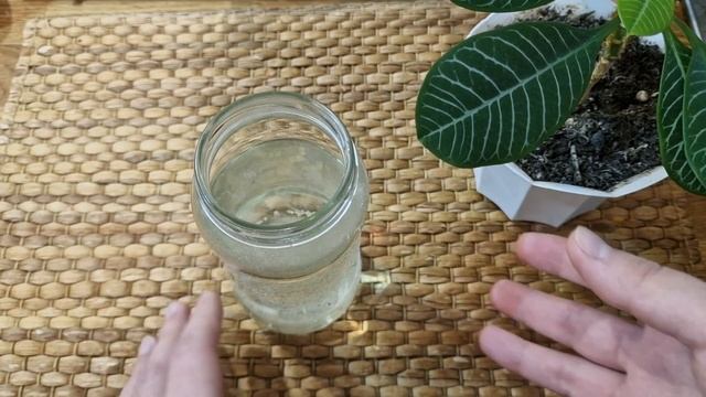 1 Чайная Ложка Под Любой Домашний Цветок и Цветы Мощно Зеленеют и Пышно Зацветают