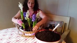 Как сделать весеннюю композицию из гиацинтов в корзине.