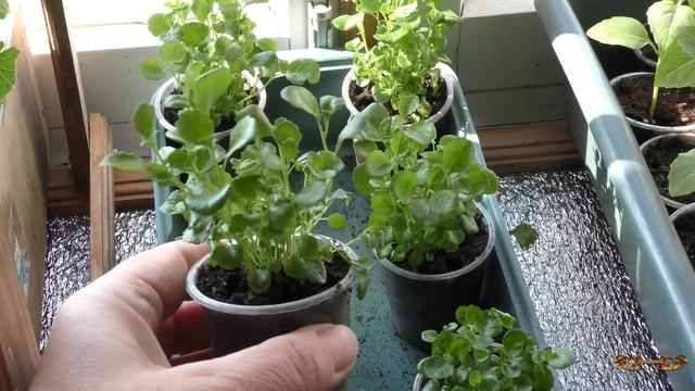 Обзор рассады 2021, где я выращиваю всю рассаду. Коротко о подкормках и температуре выращивания смотреть онлайн