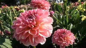 Цветение георгин.  Шары  5 часть. Сезон 2019.