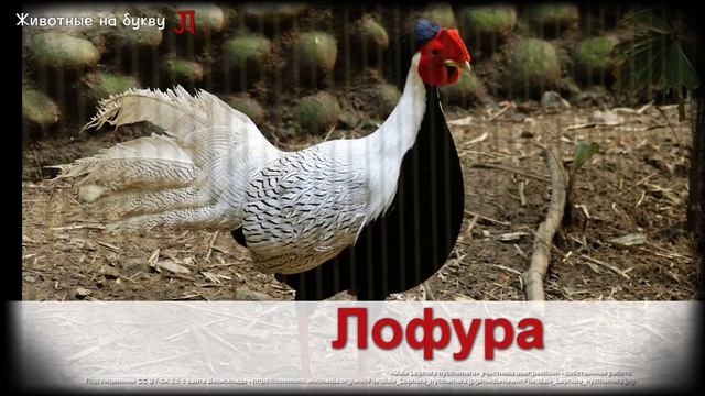 Животные на букву Л (1)