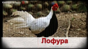 Животные на букву Л (1)