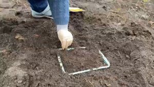 Как посадить тюльпаны в контейнеры осенью. 2