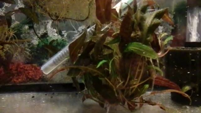 Первая неделя личинкам гурами смотреть онлайн