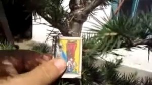 Кедр атласский рост параметры Херсонская Лето 2022