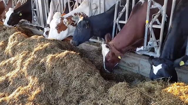 Молочная ферма с голштинскими корова в Германии