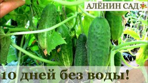ГЕЛЬ СПАС МОИ ОГУРЦЫ!!! Как вырастить огурцы без обильного полива #2 / Огород в контейнерах