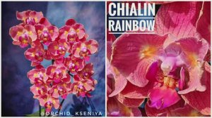 Phal. Chialin Rainbow 🌈 Яркая азиатская орхидея бабочка Чиалин Рэйнбоу🌸 Домашнее цветение красавиц