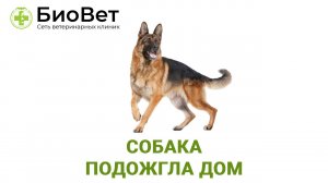 Собака подожгла дом