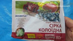 ОБРАБОТКА ВИНОГРАДА  ОТ ОИДИУМА КОЛЛОИДНОЙ СЕРОЙ . БЕЗОПАСНОЕ  ОПРЫСКИВАНИЕ во время СОЗРЕВАНИЯ ЯГО