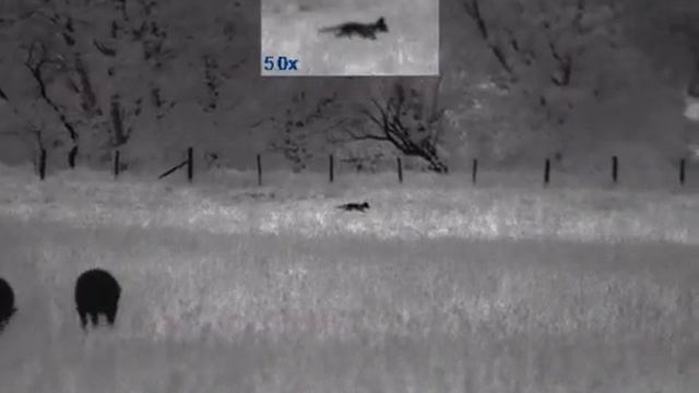 Pulsar Helion 2 XP50 First Fox Footage - New sub 40mK NETD Thermal Sensor смотреть онлайн