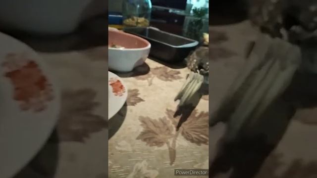 Карела?funny Cockatiel Смешной попугай купается.