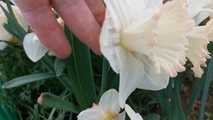 Долгожданное цветение нарциссов.