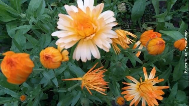 ❀ Новичкам: самые надёжные однолетние цветы для сада
