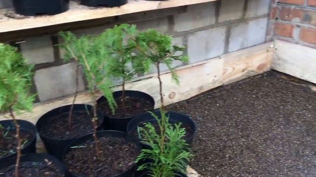 Выращивание туи из семян в зимней теплице - увеличиваем срок вегетации сеянца. Туя из семян смотреть онлайн