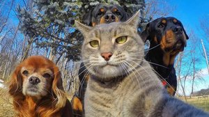 Котики vs Человечество: Юмор без правил! 😹 Самые смешные животные 2024 😂 #13