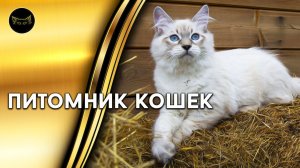 Невские Маскарадные Котята / питомник кошек "Маскарадный вальс"