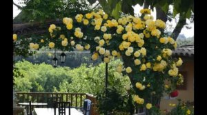 ❀ Плетистые розы: сорта и варианты оформления кустов