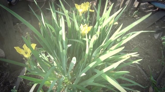 Сирень смотреть онлайн