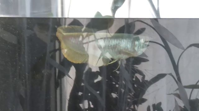 Аквариум. Часть 11 (рыбалка) смотреть онлайн