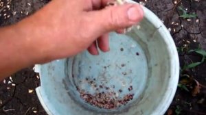 Когда и как собрать Семена чеснока