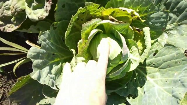 ВЛОГ. Уборка урожая, что я вяжу. смотреть онлайн