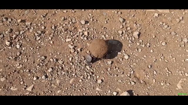 Навозные Жуки смотреть онлайн