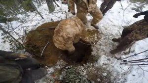 Колективная норная охота на барсука