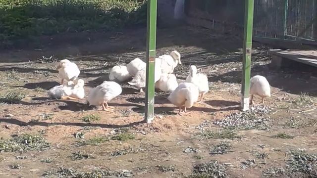 Наша утка  черри-велли . Летние содержание.