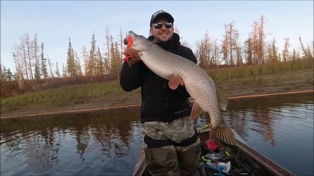 Батл бактейлов Miuras Mouse & Beaver's Baits смотреть онлайн
