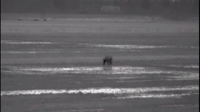 Pulsar Helion XQ50F Abschuss Keiler 160m Rotwild im hintergrund Nachtjagd смотреть онлайн