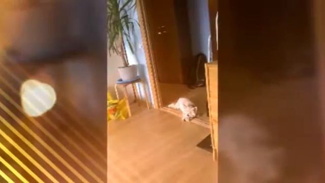 Это моя собака смотреть онлайн