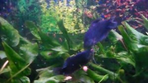Гурами. Брачный период.Trichogaster trichopterus