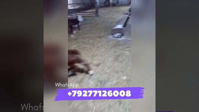 Продажа Телят Чистокровные Герефорды💪Экспорт из России на Страны СНГ👍Документы через Меркурий 🇷🇺
