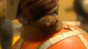 Что такое виварий, и почему наука не может обойтись без лабораторных мышей?