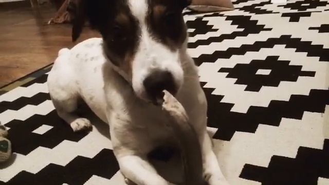 Олений рог - любовь навсегда!!! смотреть онлайн