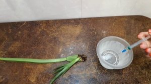 15.10.21.ОРХИДЕЯ Мильтония.. наращивание корней в керамзите..