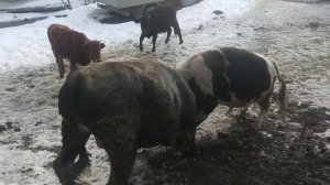 Бежта бои быков, бык К1ола, с Бежта Дагестан. 14 февраля.2022 г.