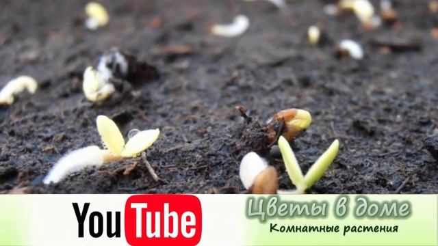 10 причин, почему не всходят семена? Как добиться прорастания семян?
